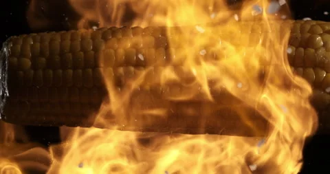 Macro of rough salt is sprinkled on bio organic fresh organic yellow corn maize Stock Footage 268408535