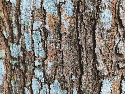 Macro Rough Tree Trunk Bark Texture Background Stock Photos