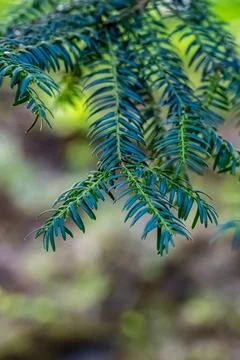 Macro on rows of green needles on a hanging branch of a yew bush Фото