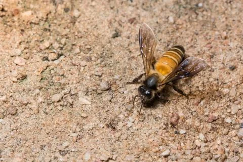 Macro Royal Bee Stock Photos