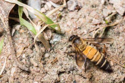 Macro Royal Bee Stock Photos