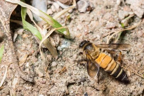 Macro Royal Bee Stock Photos