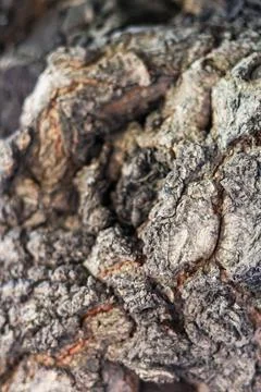 Macro of rugged tree bark featuring thick, overlapping bark scales and dense Stock Photos