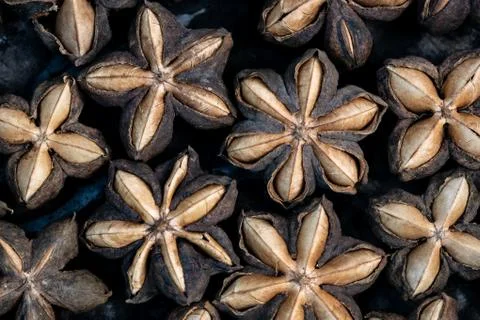 Macro of sacha inchi Stock Photos
