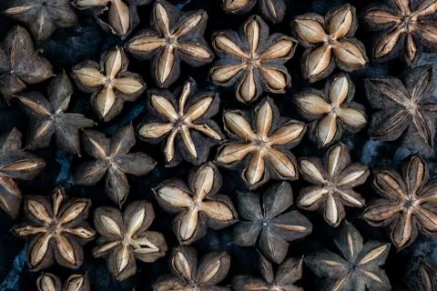Macro of sacha inchi Stock Photos