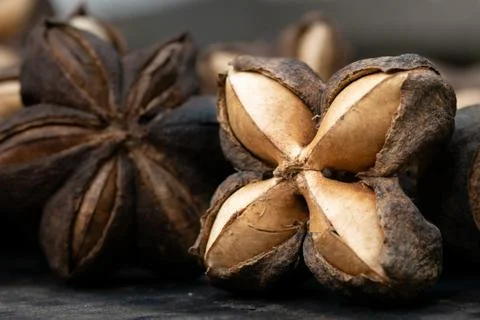 Macro of sacha inchi Stock Photos