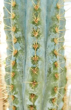 Macro of a Saguaro cactus sharp spines and areole. Stockfoto's