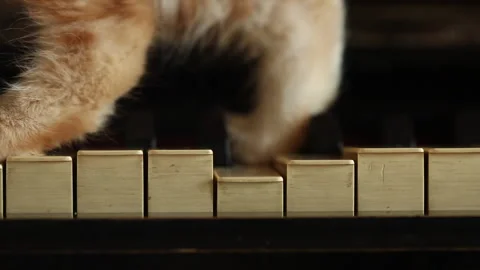 Macro, Сat's paws on keys old piano, close up. domestic cat 库存影片 240945854