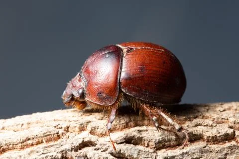 Macro Scarab Brown Stock Photos