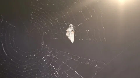 Macro scene of a spider web and a fly trapped under the sunlight Stock Footage 64691751