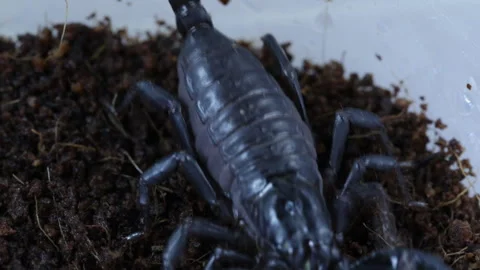 Macro scorpion Video stock 120826265