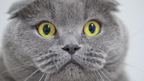 Macro of a Scottish Fold cat with an amusing surprised expression and big yellow Stock Footage 310097281