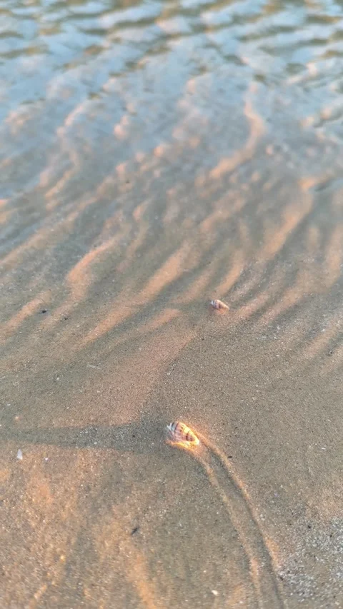 Macro Sea Snails Crawling on Sandy Beach at Golden Hour Stock Footage 340381982