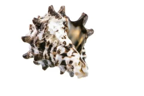 Macro of a seashell isolated on white Stock Photos