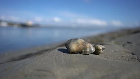 Macro of Seashells on Wet Beach Sand Video stock 343254880