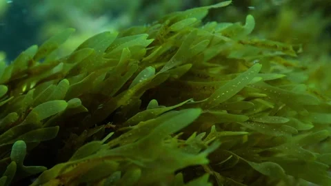 Macro of Seaweed with Camera Pull Back and Heavy Surge Stock Footage 333338411