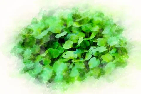 Macro of seedlings. green background. arugula seedlings and softly blurred Stock Illustration