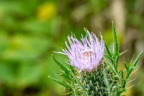 Macro selective focus on the bloom of a creeping Canadian thistle. Stock Photos