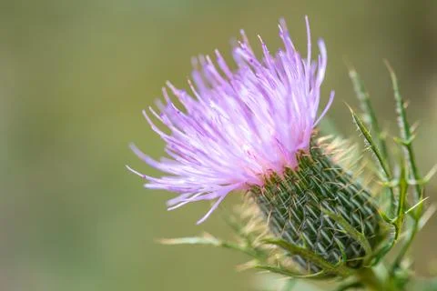 Macro selective focus on the bloom of a creeping Canadian thistle. Stock Photos