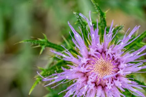 Macro selective focus on the bloom of a creeping Canadian thistle. Stock Photos