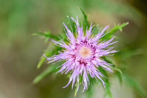 Macro selective focus on the bloom of a creeping Canadian thistle. Stock Photos