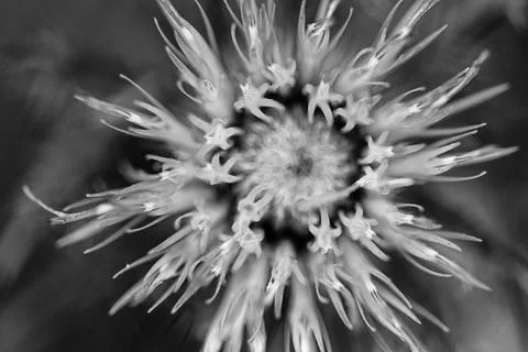 Macro selective focus on the bloom of a creeping Canadian thistle. Stock Photos