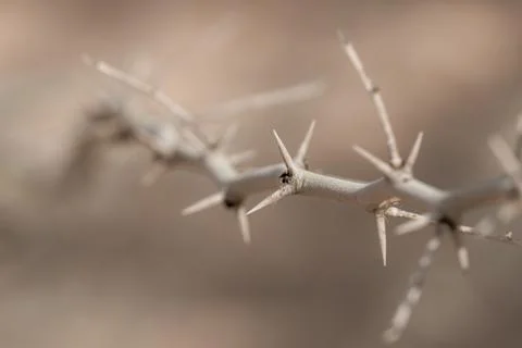 Macro selective focus thron branch in black and white for crown of thorns eas Stock Photos