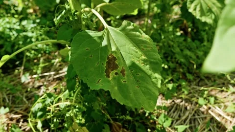 Macro of Septoria Leaf Spot on Diseased Sunflower Leaf 1 Video stock 339301217