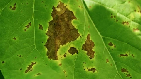 Macro of Septoria Leaf Spot on Diseased Sunflower Leaf 2 Stock Footage 339301259