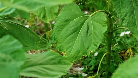 Macro of Septoria Leaf Spot on Diseased Sunflower Leaf 3 Stock Footage 339301308