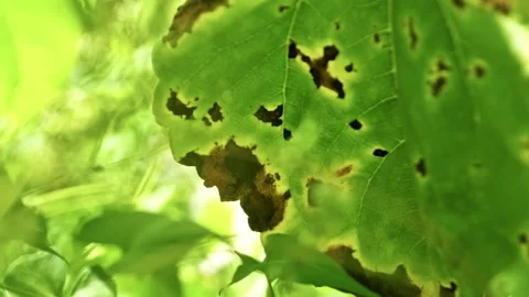 Macro of Septoria Leaf Spot on Diseased Sunflower Leaf 4 Video stock 339301353