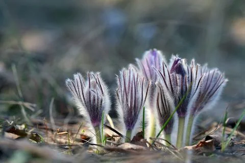 Macro several pasque flower in the woods on a spring morning Stock Photos