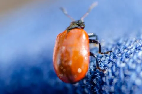 Macro with shallow depth of field of a red ladybug on jean fabrics Stock Photos
