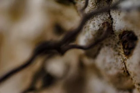 Macro with shallow depth of field of suction cups of roots added to a white w Stock Photos