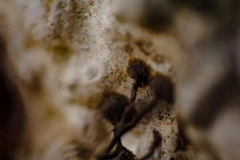 Macro with shallow depth of field of suction cups of roots added to a white w Stock Photos