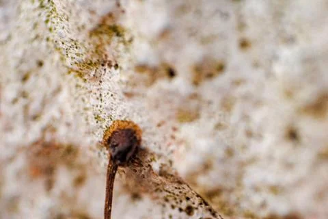 Macro with shallow depth of field of suction cups of roots added to a white w Stock Photos
