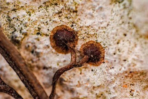 Macro with shallow depth of field of suction cups of roots added to a white w Stock Photos