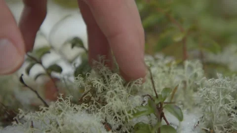 Macro shallow focus close up hand foraging and touching plants and moss Stock Footage 146269512