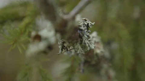 Macro shallow focus close up pine branch with needles and moss Stock Footage 146269398
