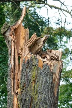 Macro of Shattered and Broken Tree Trunk Close Up Stock Photos