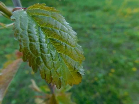 Macro sheet Malin Stock Photos