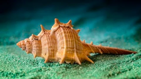 Macro shell 스톡 사진