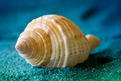 Macro shell Stock Photos