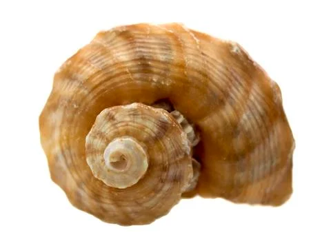 Macro shell Stock Photos