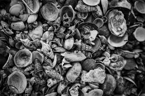 Macro shells BW Foto stock