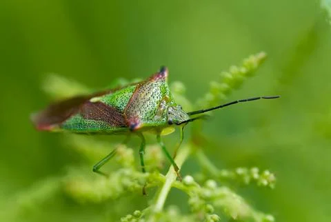 Macro of shield bug Stock Photos