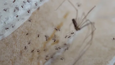 Macro: Shift focus from tiny daddy long legs spiders to adult cellar Stock Footage 118582063