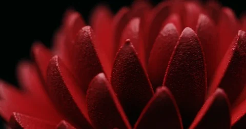 Macro Сhocolate red flower rotates around its axis on a dark background Stock Footage 101743369