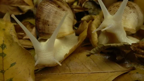 Macro Shoot of african giant snails on the autumn foliage with pumpkins. Autumn Stock Footage 141373170