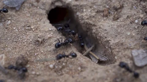 Macro shoot of ants working, carrying food Stock Footage 231577652